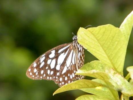 Moth Butterfly (Rhopalocera) Insect Animal on Green Plant Leaves. Nature Blooms.