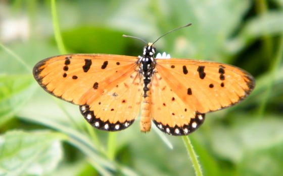 Moth Butterfly (Rhopalocera) Insect Animal on Green Plant Leaves. Nature Blooms.