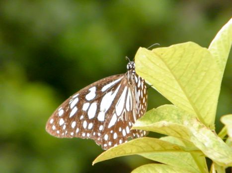 Moth Butterfly (Rhopalocera) Insect Animal on Green Plant Leaves. Nature Blooms.