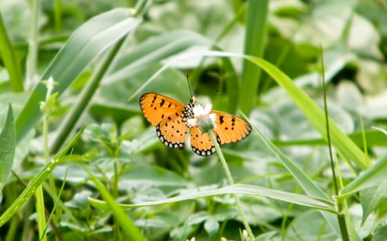 Moth Butterfly (Rhopalocera) Insect Animal on Green Plant Leaves. Nature Blooms.
