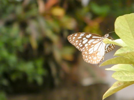 Moth Butterfly (Rhopalocera) Insect Animal on Green Plant Leaves. Nature Blooms.