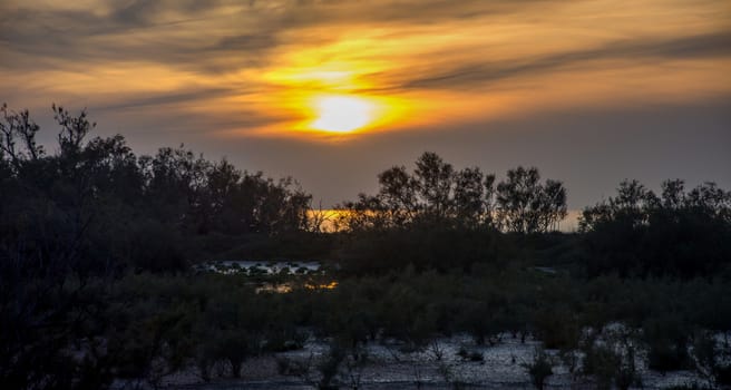 landscape of Camargues in the south of France. Ornithological nature reserve