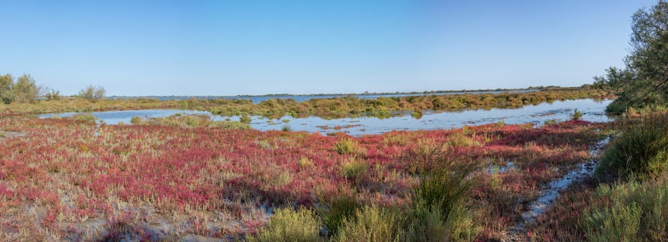 landscape of Camargues in the south of France. Ornithological nature reserve