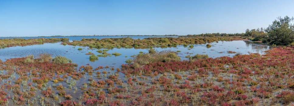 landscape of Camargues in the south of France. Ornithological nature reserve