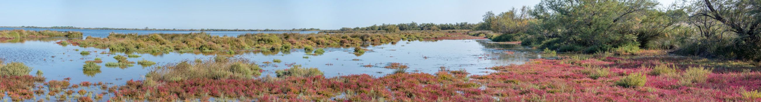 landscape of Camargues in the south of France. Ornithological nature reserve