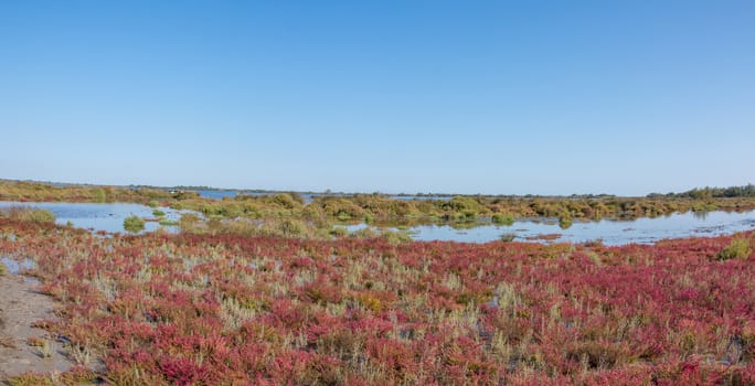 landscape of Camargues in the south of France. Ornithological nature reserve