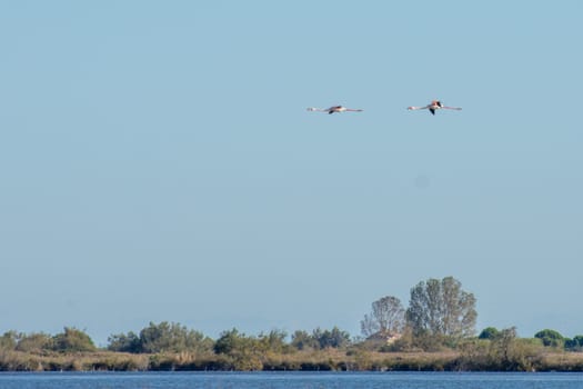 landscape of Camargues in the south of France. Ornithological nature reserve