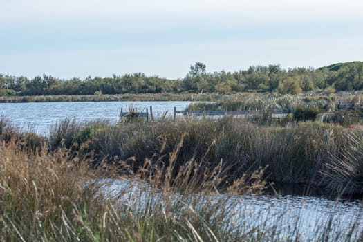 landscape of Camargues in the south of France. Ornithological nature reserve