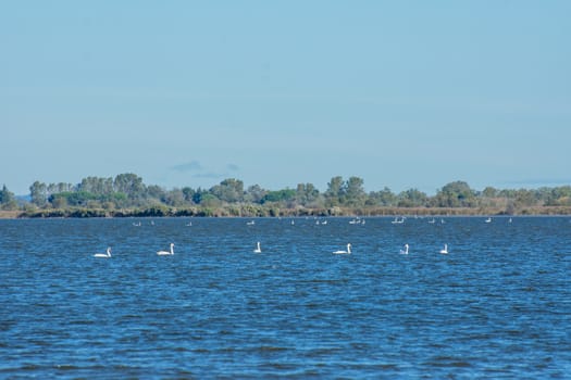 landscape of Camargues in the south of France. Ornithological nature reserve