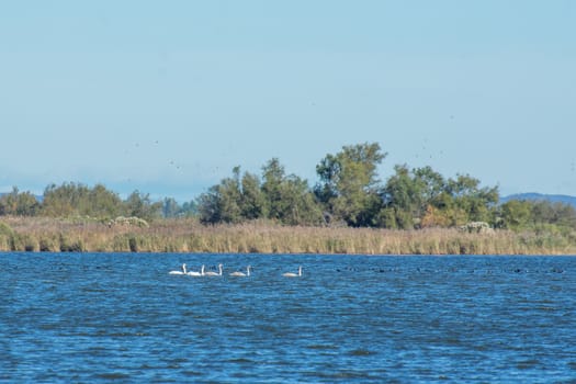 landscape of Camargues in the south of France. Ornithological nature reserve