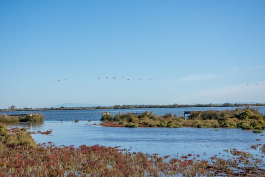 landscape of Camargues in the south of France. Ornithological nature reserve