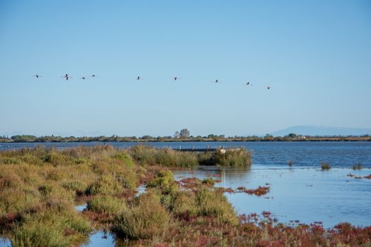 landscape of Camargues in the south of France. Ornithological nature reserve