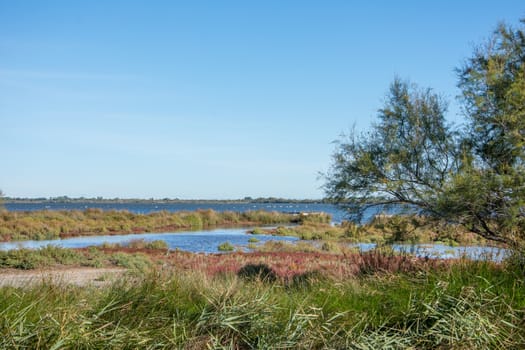 landscape of Camargues in the south of France. Ornithological nature reserve