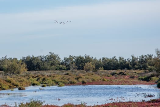 landscape of Camargues in the south of France. Ornithological nature reserve