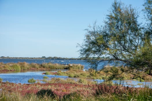 landscape of Camargues in the south of France. Ornithological nature reserve