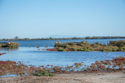 landscape of Camargues in the south of France. Ornithological nature reserve