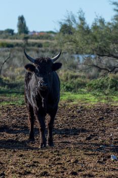 landscape of Camargues in the south of France. Ornithological nature reserve