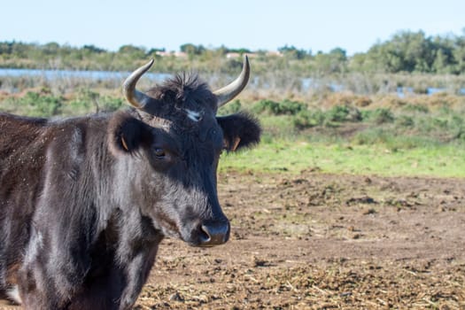 landscape of Camargues in the south of France. Ornithological nature reserve