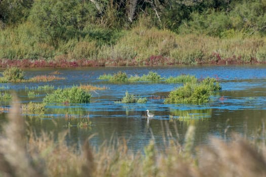 landscape of Camargues in the south of France. Ornithological nature reserve