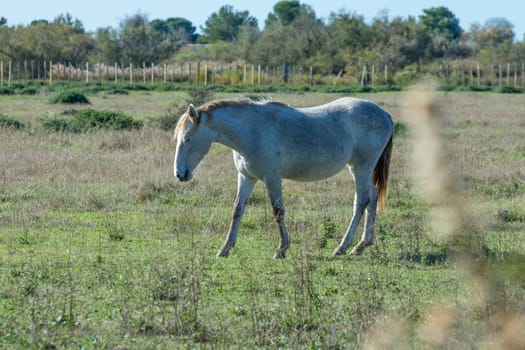 landscape of Camargues in the south of France. Ornithological nature reserve