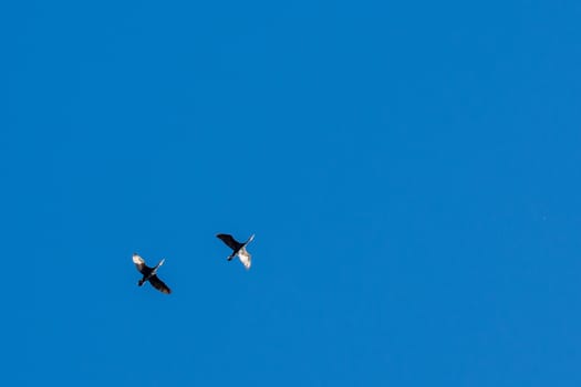 landscape of Camargues in the south of France. Ornithological nature reserve