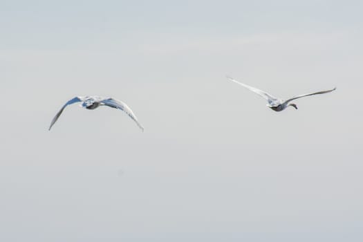 landscape of Camargues in the south of France. Ornithological nature reserve