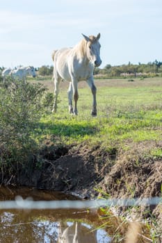 landscape of Camargues in the south of France. Ornithological nature reserve