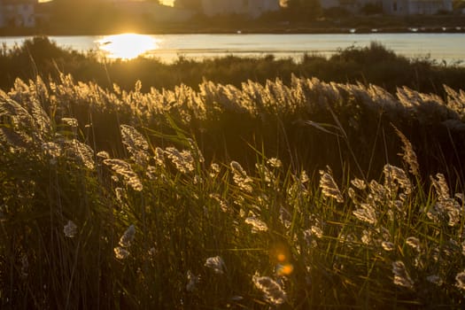 landscape of Camargues in the south of France. Ornithological nature reserve