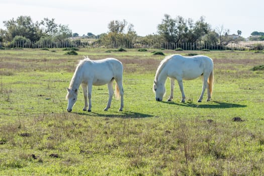 landscape of Camargues in the south of France. Ornithological nature reserve