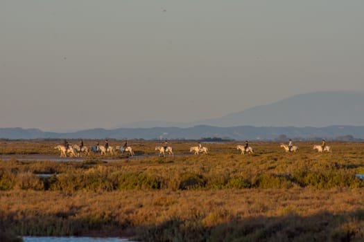 landscape of Camargues in the south of France. Ornithological nature reserve