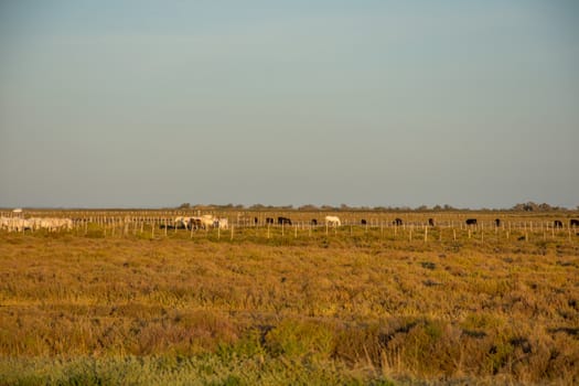 landscape of Camargues in the south of France. Ornithological nature reserve