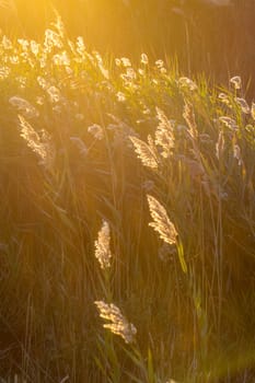 landscape of Camargues in the south of France. Ornithological nature reserve