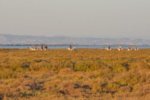 landscape of Camargues in the south of France. Ornithological nature reserve