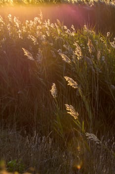 landscape of Camargues in the south of France. Ornithological nature reserve