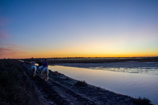 landscape of Camargues in the south of France. Ornithological nature reserve