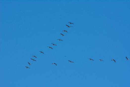 landscape of Camargues in the south of France. Ornithological nature reserve