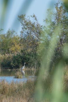 landscape of Camargues in the south of France. Ornithological nature reserve