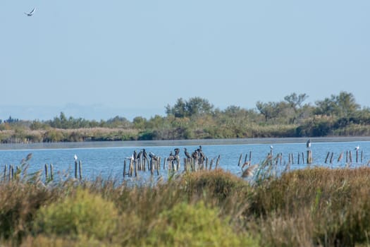 landscape of Camargues in the south of France. Ornithological nature reserve