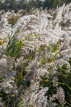 landscape of Camargues in the south of France. Ornithological nature reserve