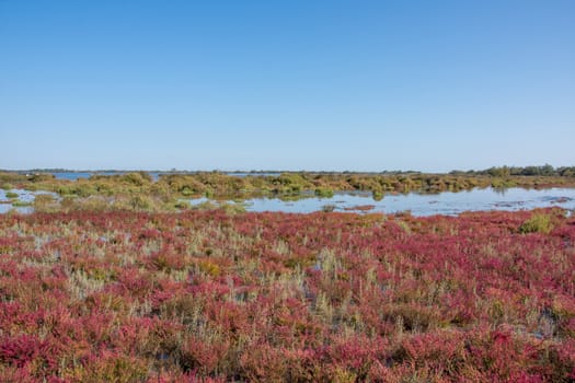 landscape of Camargues in the south of France. Ornithological nature reserve