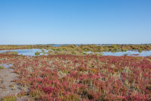 landscape of Camargues in the south of France. Ornithological nature reserve