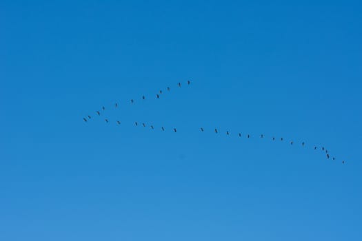 landscape of Camargues in the south of France. Ornithological nature reserve