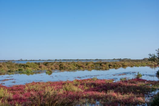 landscape of Camargues in the south of France. Ornithological nature reserve