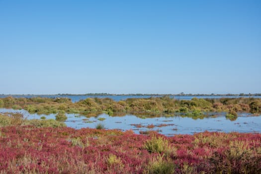 landscape of Camargues in the south of France. Ornithological nature reserve