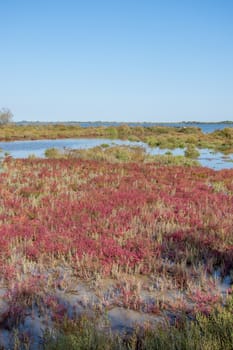 landscape of Camargues in the south of France. Ornithological nature reserve