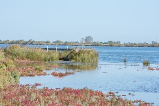 landscape of Camargues in the south of France. Ornithological nature reserve