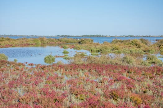 landscape of Camargues in the south of France. Ornithological nature reserve