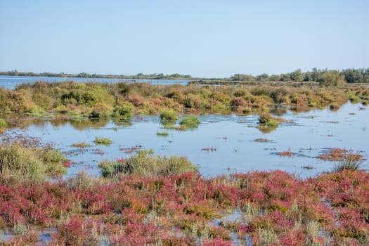 landscape of Camargues in the south of France. Ornithological nature reserve