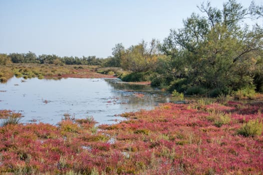 landscape of Camargues in the south of France. Ornithological nature reserve