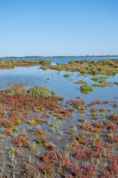 landscape of Camargues in the south of France. Ornithological nature reserve